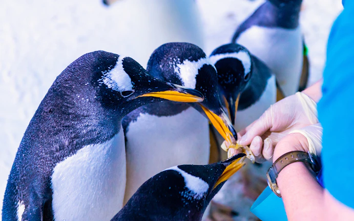 Sea Life London Aquarium timings
