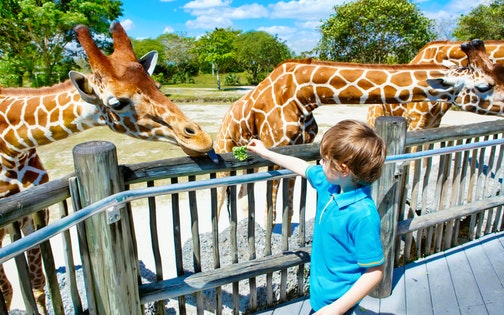 safari zoo safari zoo