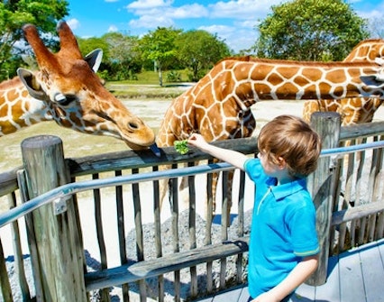 Best Time to Visit - Dubai Safari Park 
