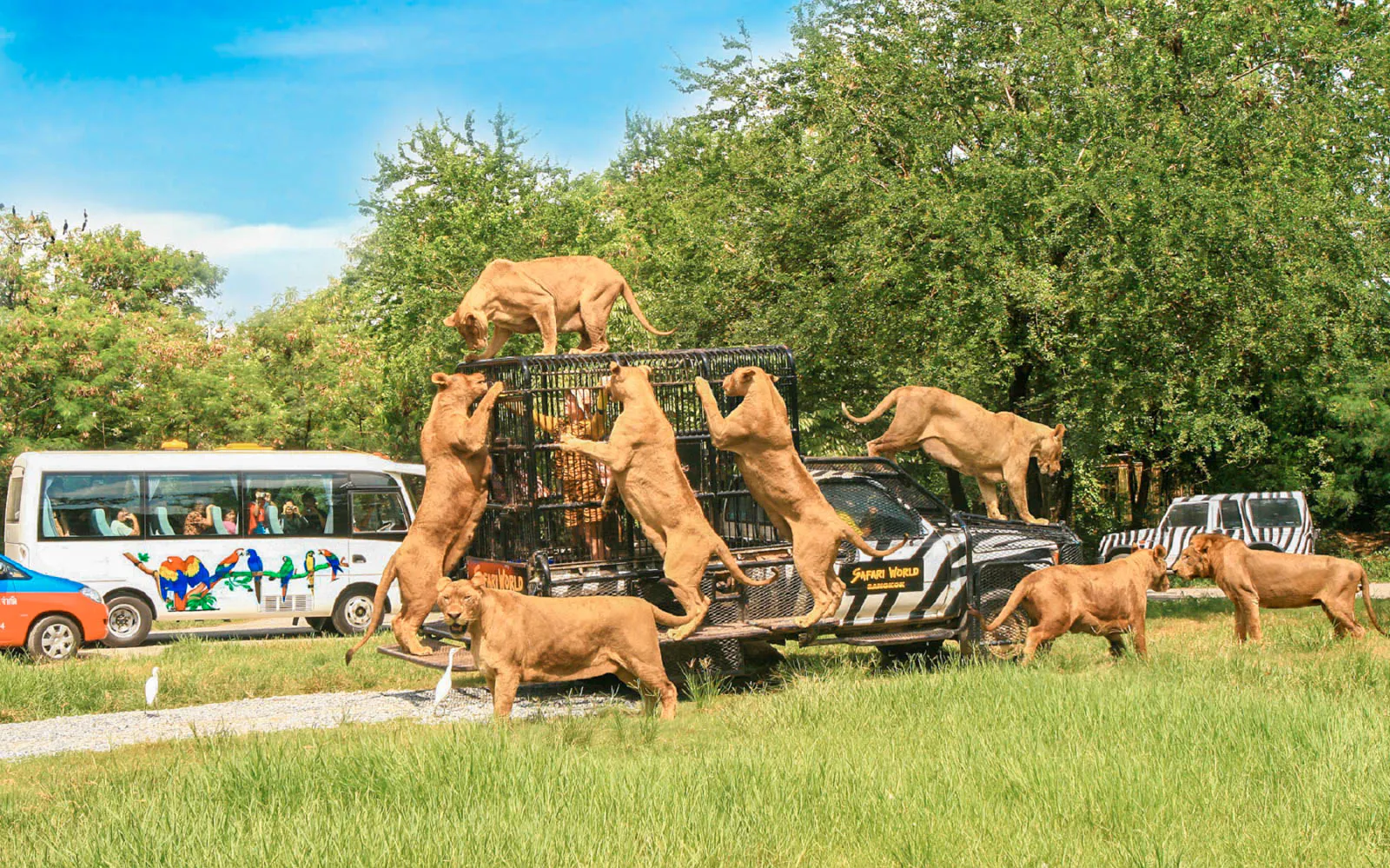 All The Best Safari World Bangkok Ticket Options Covid 19 Update All The Best Safari World Bangkok Ticket Options Covid 19 Update