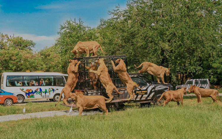 All The Best Safari World Bangkok Ticket Options Covid 19 Update All The Best Safari World Bangkok Ticket Options Covid 19 Update