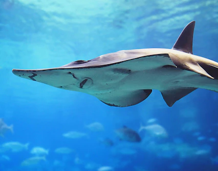 dubai aquarium