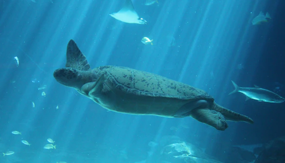 Aquaria KLCC