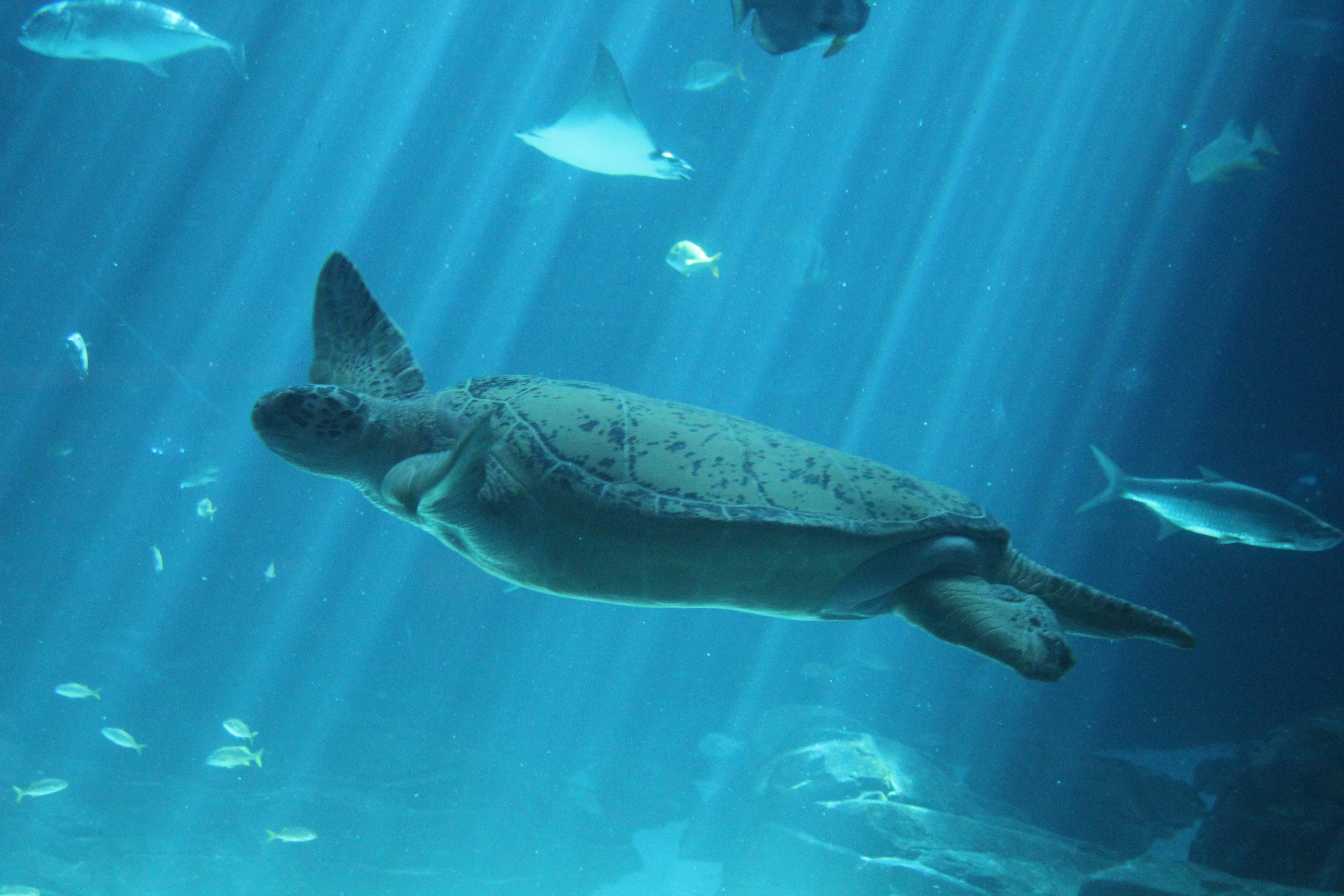 Parking Your Fins: Free Parking at Georgia Aquarium?