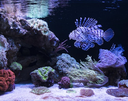 AQWA Coral Reef exhibit