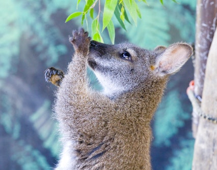 wild life sydney zoo tickets wallaby