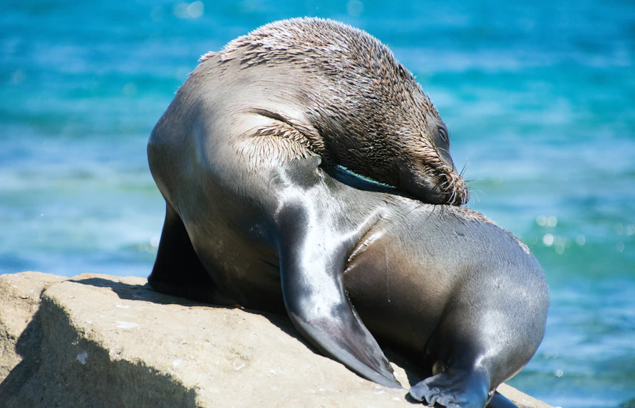 things to do in phillip island