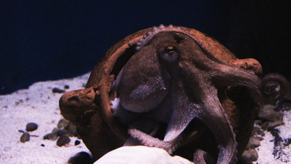 Genoa Aquarium opening hours