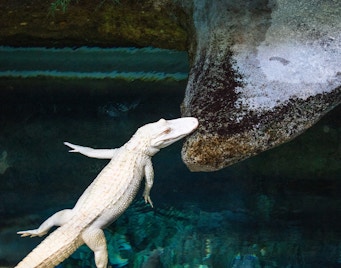 Georgia Aquarium Animals Gator Cam
