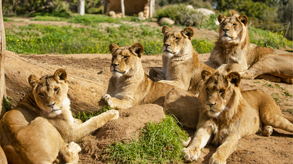 About Melbourne Zoo