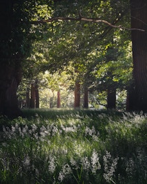Hampton Court Richmond Park
