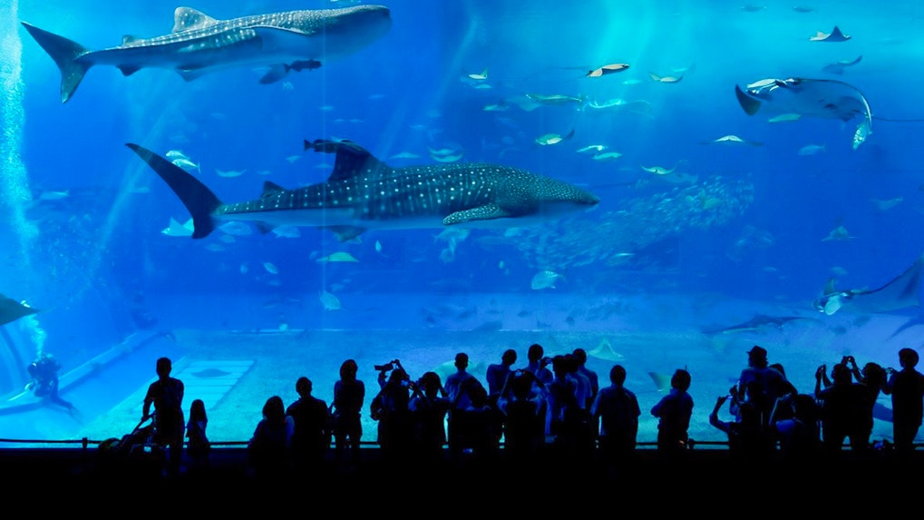 Seville Aquarium