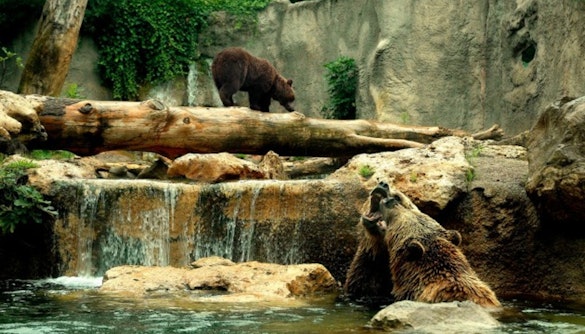 what to see at villa borghese - bioparco di roma zoo