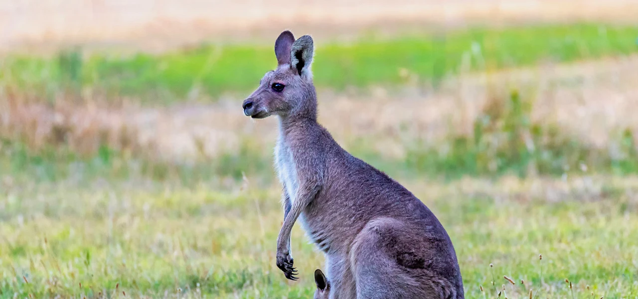 Melbourne Zoo