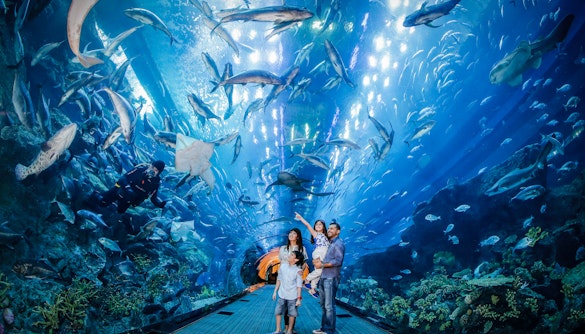 things to do in Dubai - Dubai Aquarium and Underwater Zoo