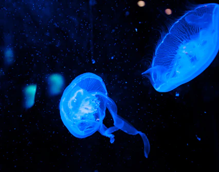dubai aquarium