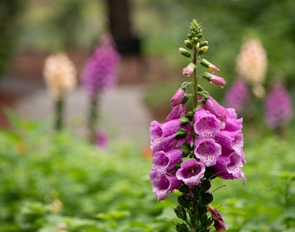 Italian Gardens