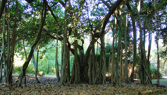 Rome in December - Orto Botanico
