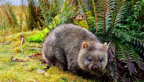 wild life sydney zoo tickets wombat