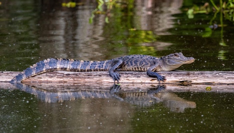 Georgia Aquarium Animals Alligator