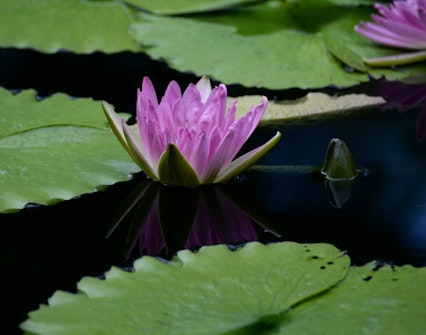 Royal Botanic Gardens at Kew