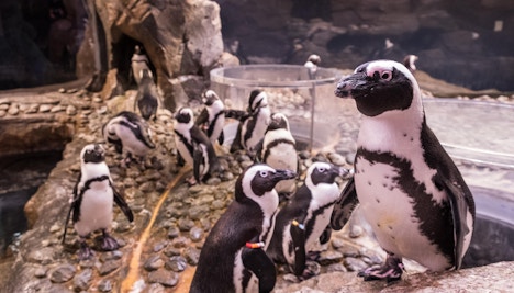 Georgia Aquarium African Penguins