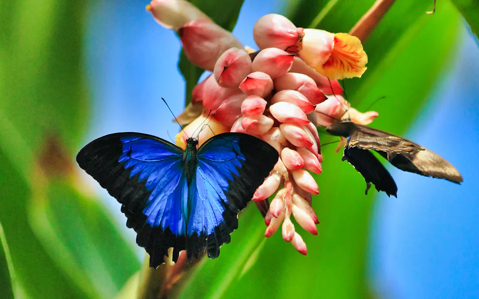Dubai Butterfly Garden sobre