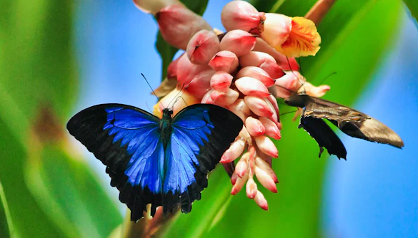 Dubai Butterfly Garden Regras