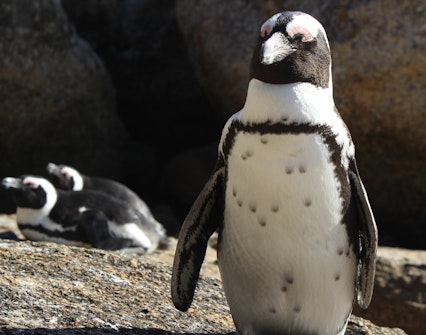 Entradas Bioparco pingüinos del Cabo