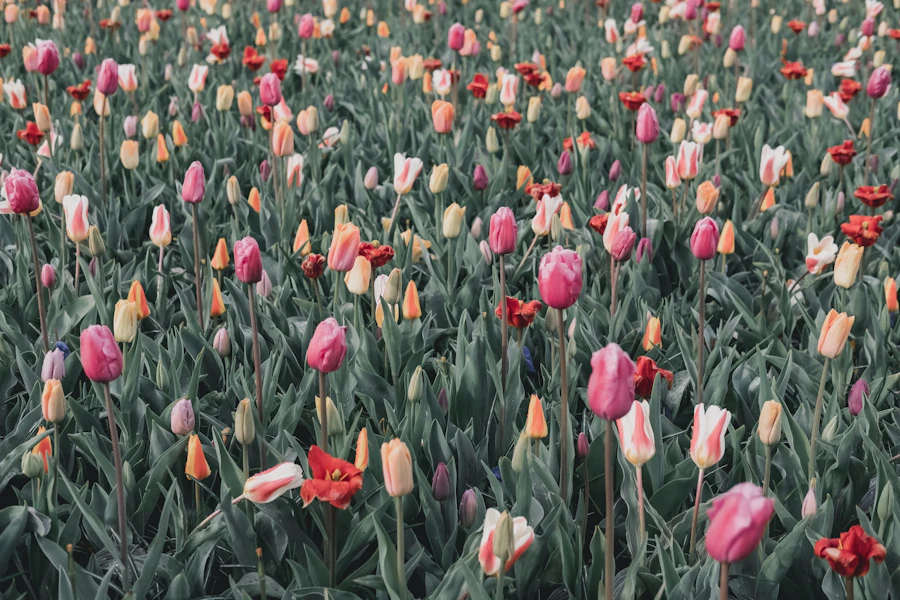 Keukenhof Eventos