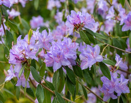 Royal Botanic Gardens at Kew
