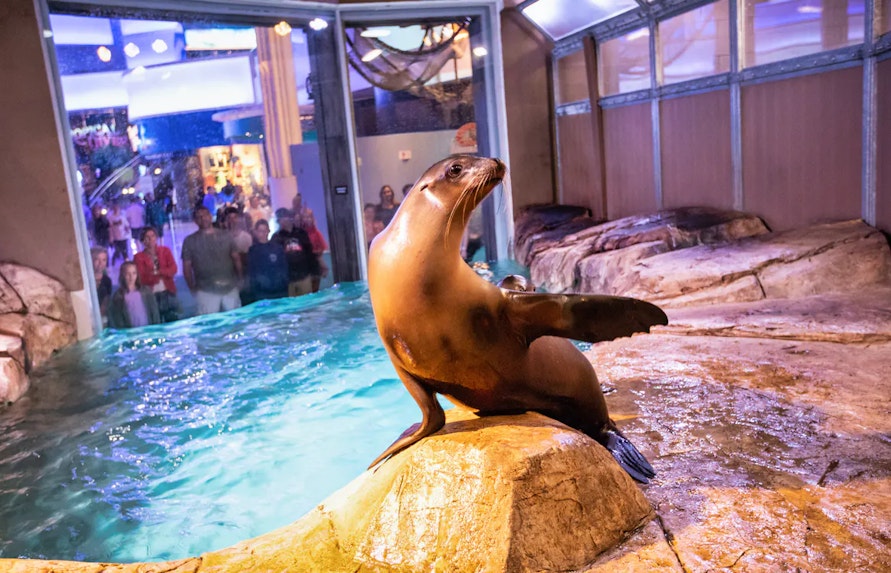 Georgia Aquarium Exhibit Shows
