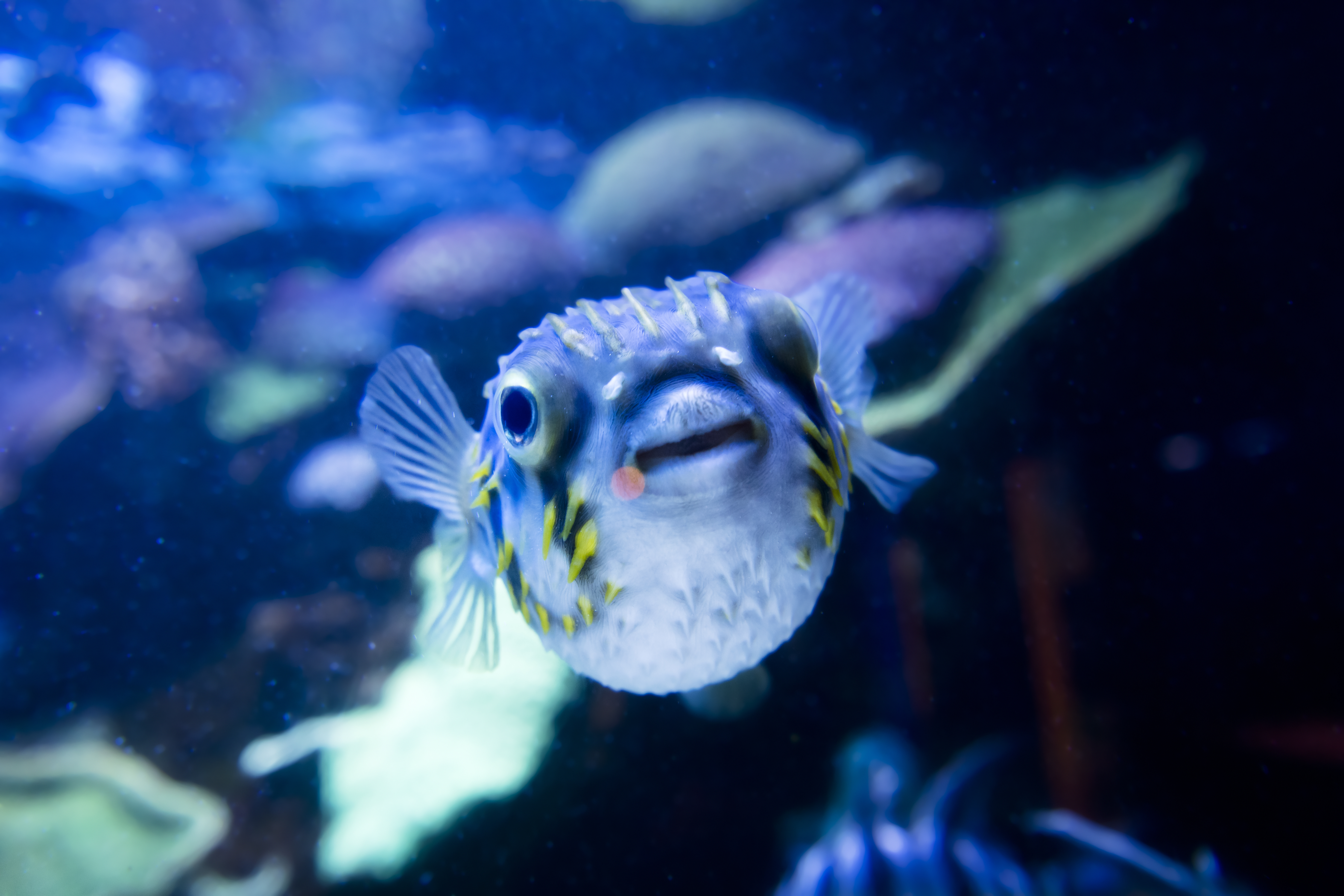 Book Aqwa Tickets The Aquarium Of Western Australia Perth