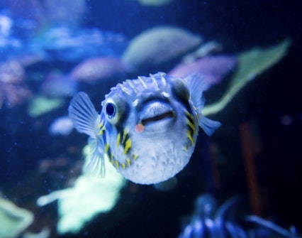 Book Aqwa Tickets The Aquarium Of Western Australia Perth Book Aqwa Tickets The Aquarium Of Western Australia Perth