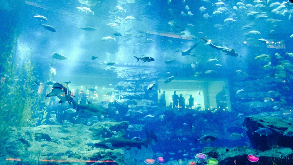 acuario de dubai cosas que hacer en dubai