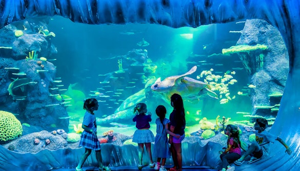 Biglietti Acquario Abu Dhabi National Aquarium