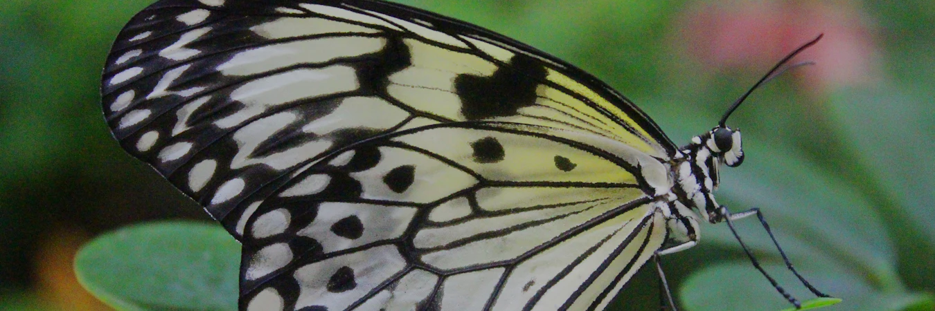 Butterfly Garden Dubai biglietti 