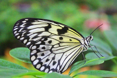 Horarios Dubai Butterfly Garden