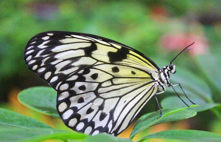 Normas Dubai Butterfly Garden