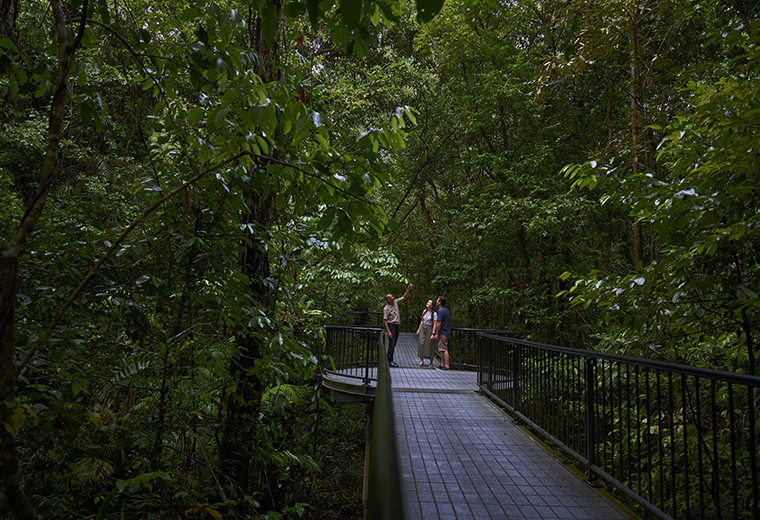 Book Australia's Daintree National Park Tours