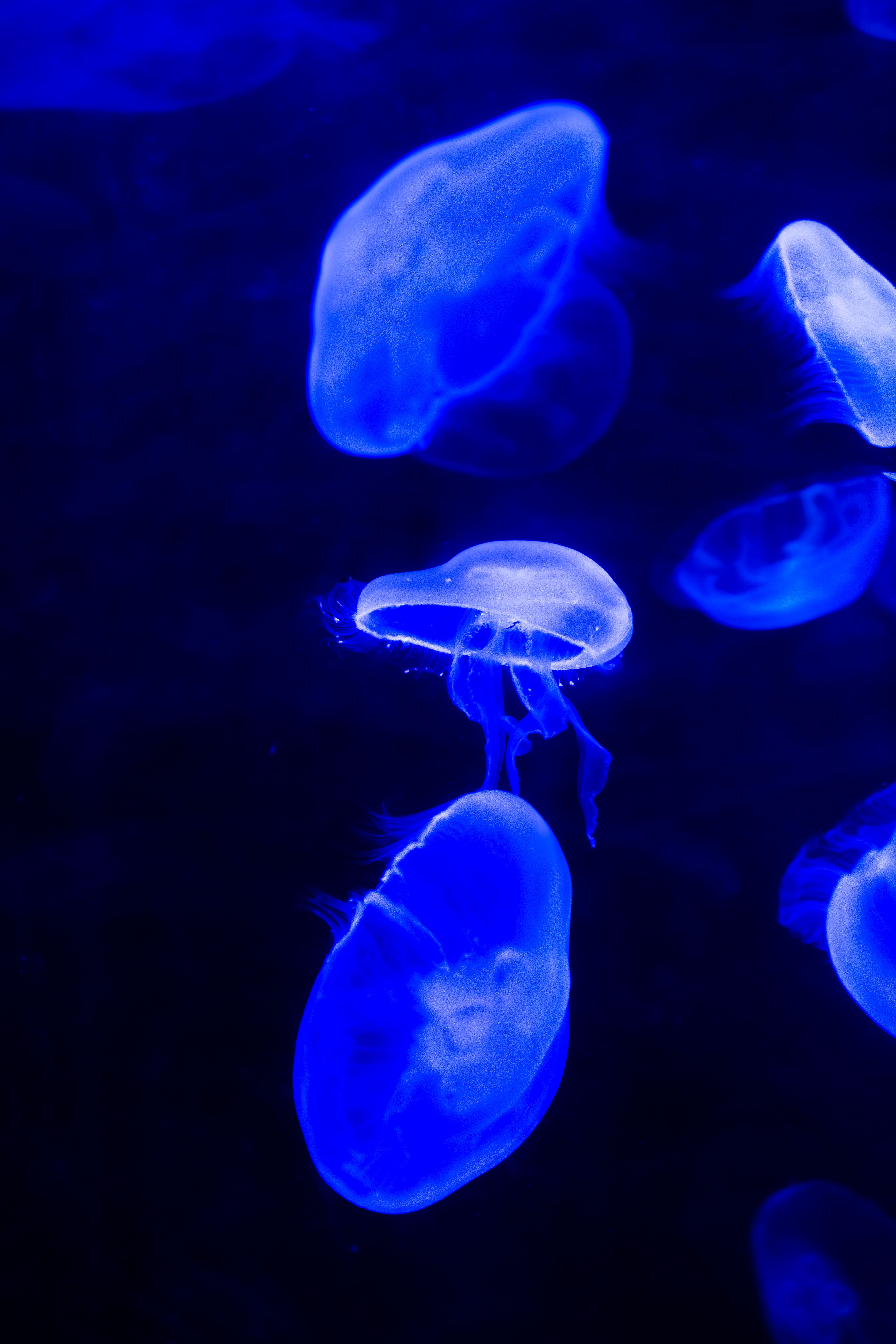 Book Aqwa Tickets The Aquarium Of Western Australia Perth