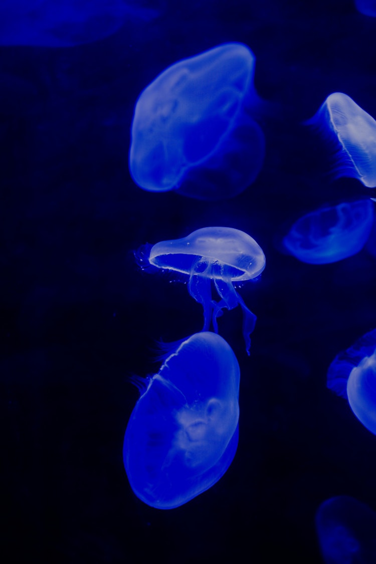 Book Aqwa Tickets The Aquarium Of Western Australia Perth Book Aqwa Tickets The Aquarium Of Western Australia Perth