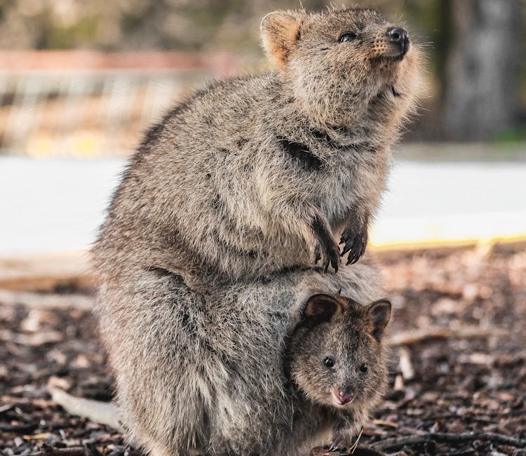 Featherdale Wildlife Park Animal Encounters
