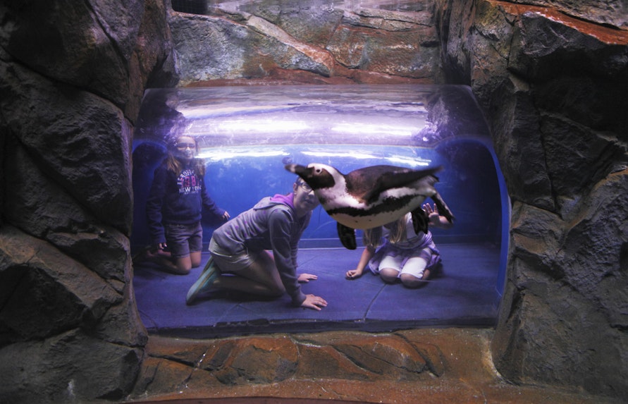 Georgia Aquarium Exhibits Cold Water Quest