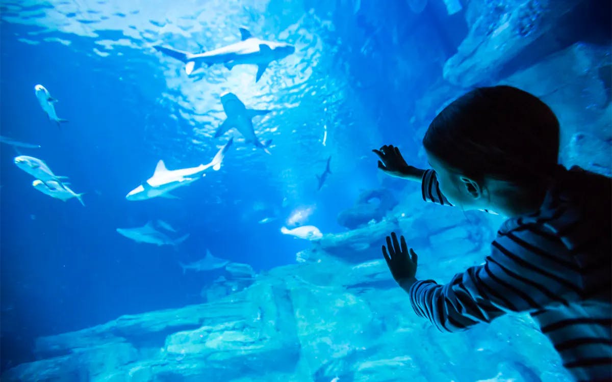 SEA LIFE London Tickets Tiqets, 47% OFF