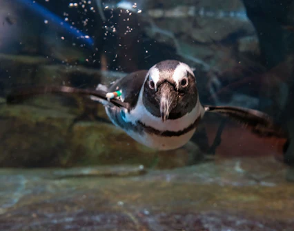 Georgia Aquarium Animals African Penguin Cam