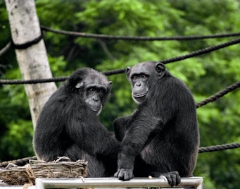 Bioparco Tickets Chimpanzee