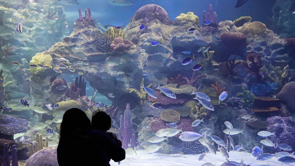 Clearwater Aquarium
