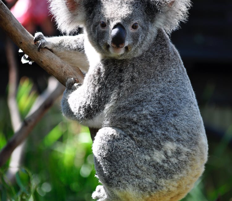Featherdale Wildlife Park Animal Encounters