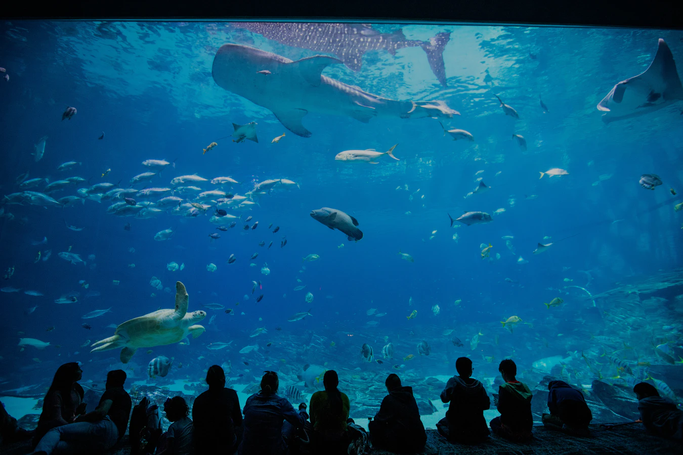 Aquarium Abu Dhabi Tickets